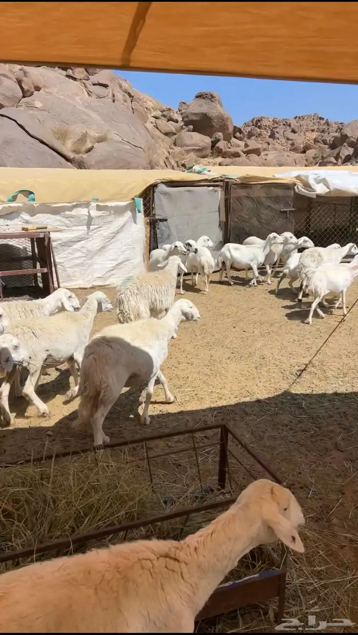 غنم دفيع حريه ورفيد 4
