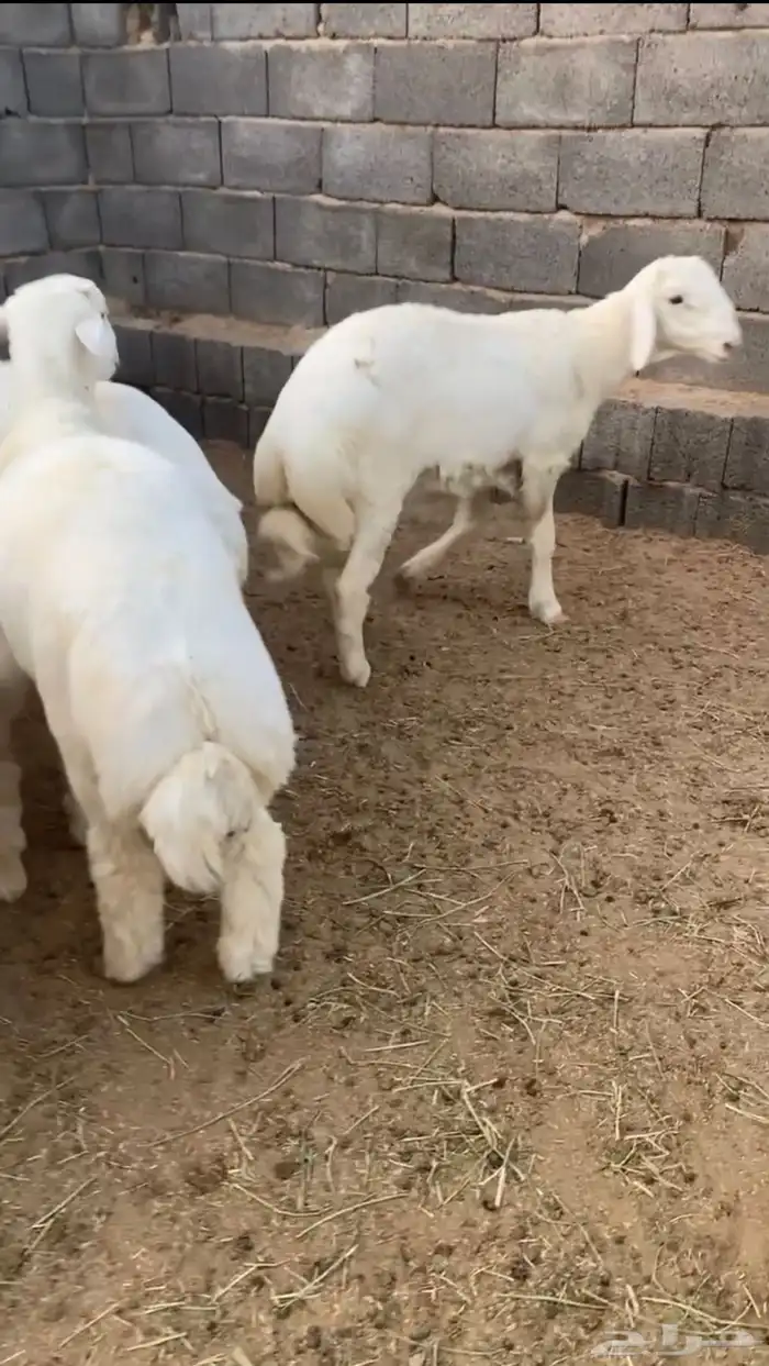 طليان حريه ذبايح بريه 1