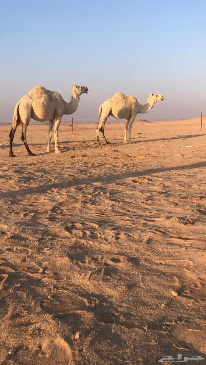 القحتين وعشرا مردود ولدها 0