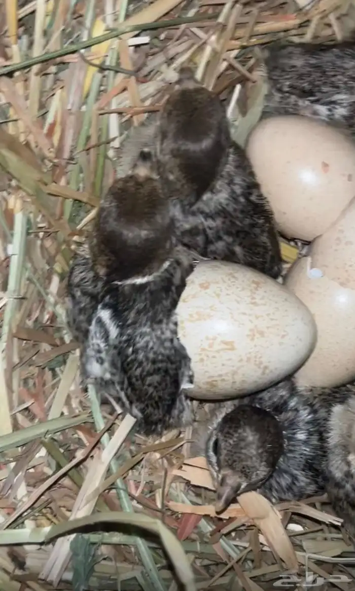 فروخ قهابا العدد 5 تحت دجاجه لا يسوم الا الصامل 2