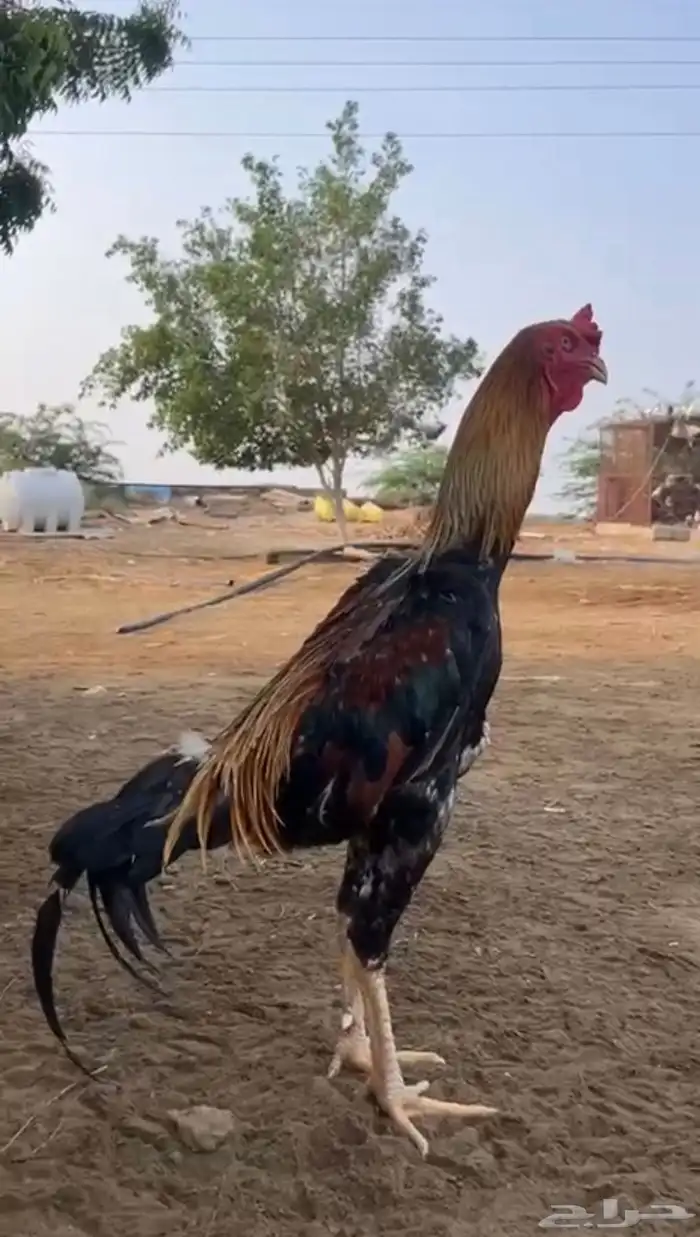 شامو يباني 0