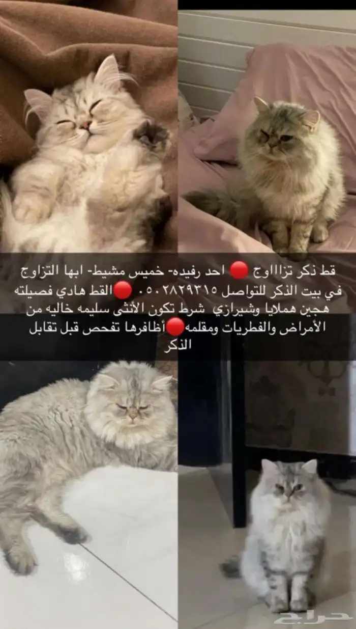 قط ذكر تزاوج 0