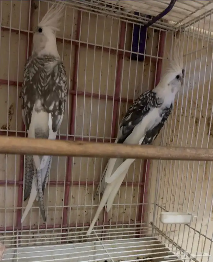 زوج كروان سبلت رسيسف بالفروخ 2