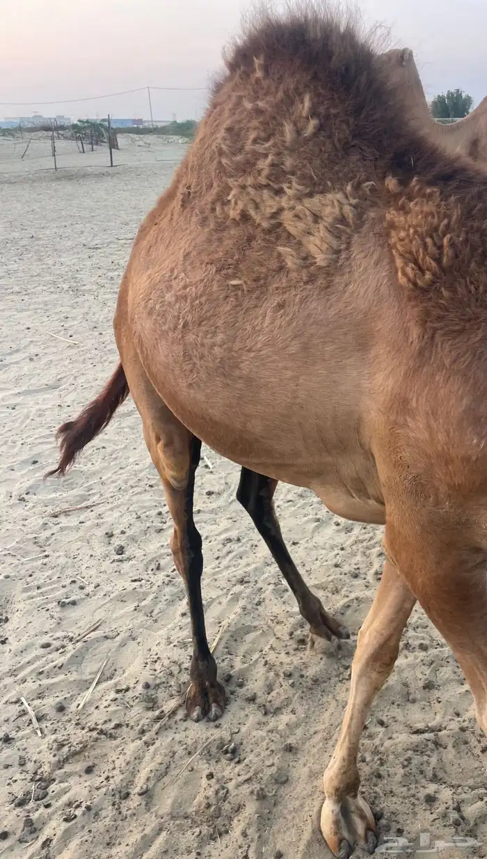 قعود وبكرتين على اللبن للبيع 15