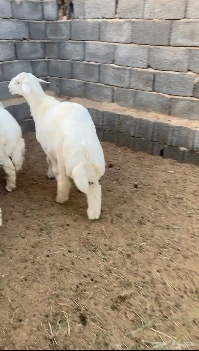 طليان حريه ذبايح بريه 4