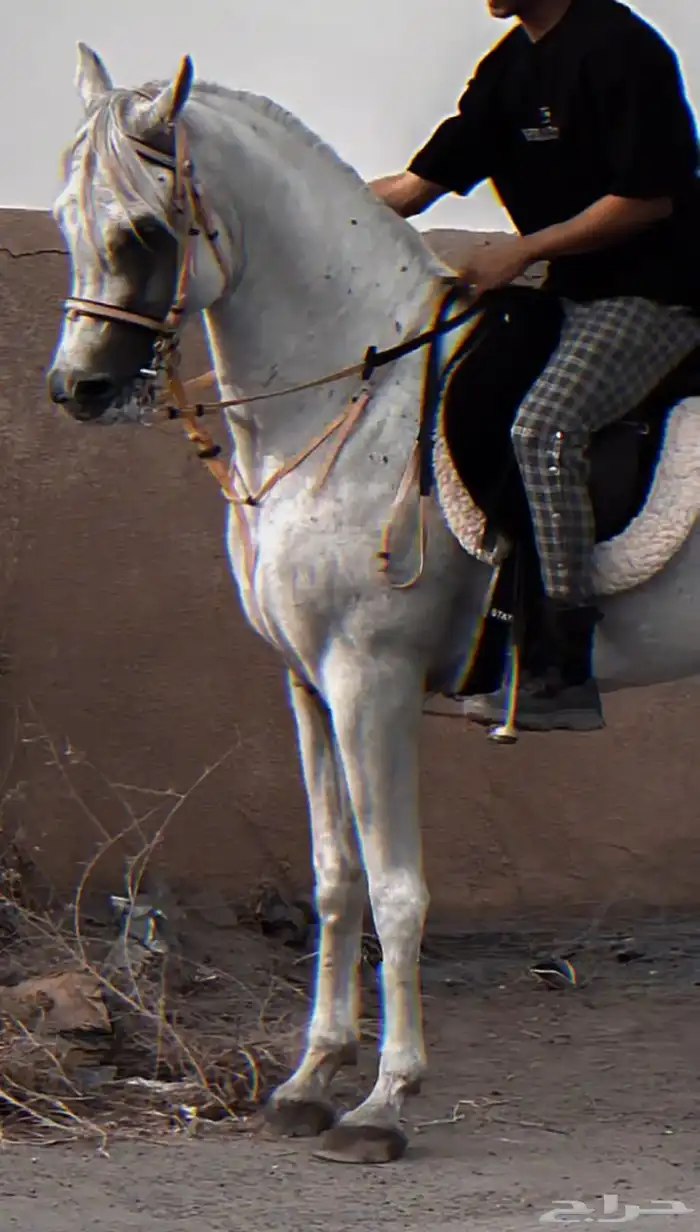 حصان عربي والبيع شعبي 0