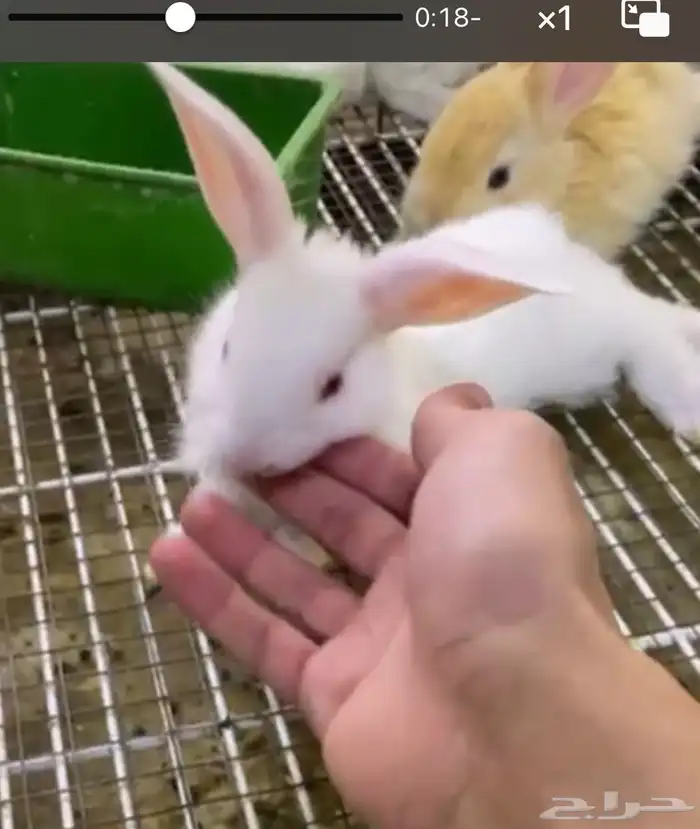 ارانب للبيع 2