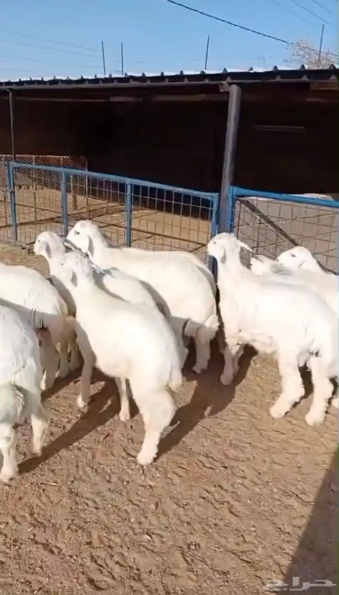 طليان ذبايح حريات سواكن ورفيديات كاش او اقساد 29