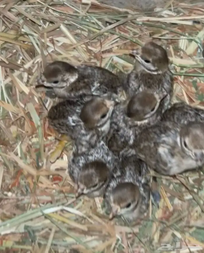 فروخ قهابا العدد 5 تحت دجاجه لا يسوم الا الصامل 3