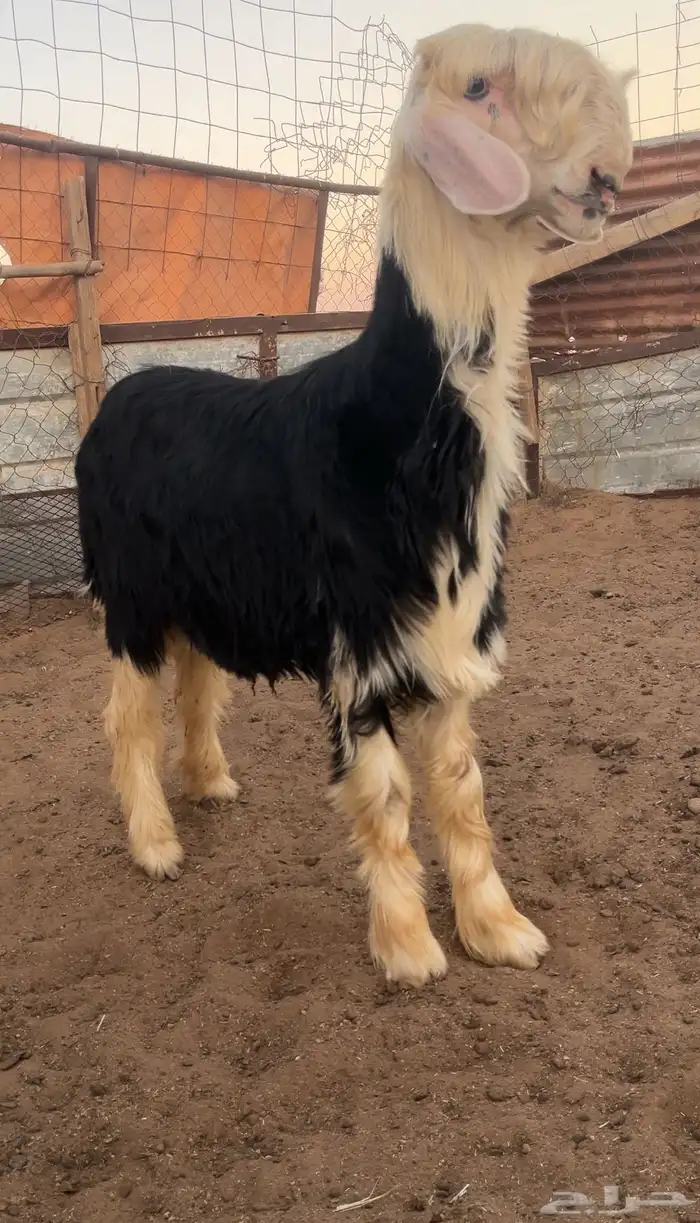 خروف نجدي صنف يسنف و موثق بفديوهات 1