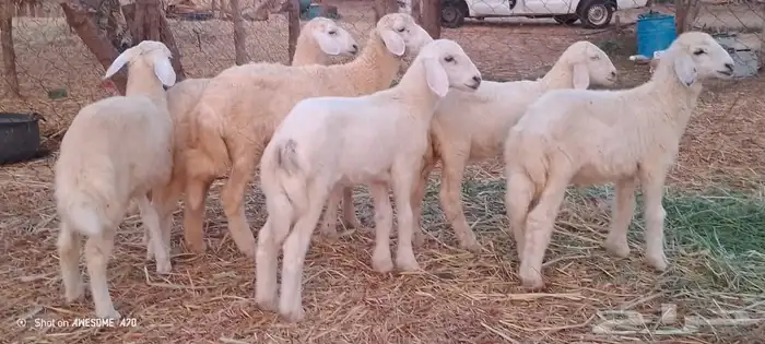 رخال وخرفان حري من 850 ريال 8