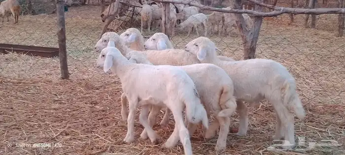 رخال وخرفان حري من 850 ريال 7