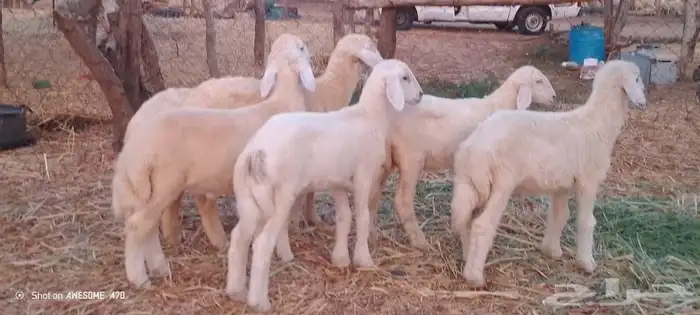 رخال وخرفان حري من 850 ريال 9