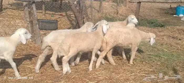 رخال وخرفان حري من 850 ريال 12