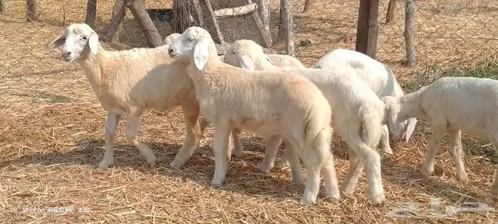 رخال وخرفان حري من 850 ريال 10