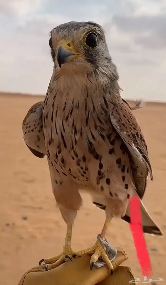 الشبوط للبيع 1