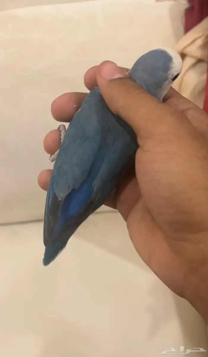 ذكر روز اليف 1