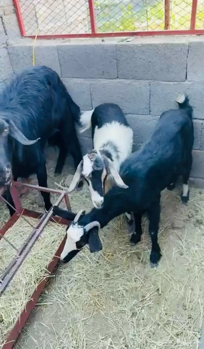 دجاج وماعز للبيع 7