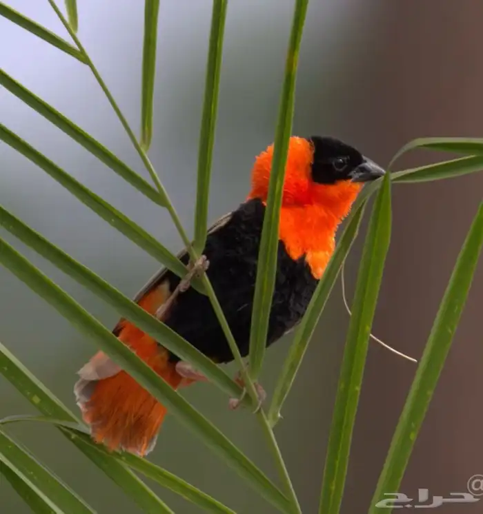 طائر النابليون 0