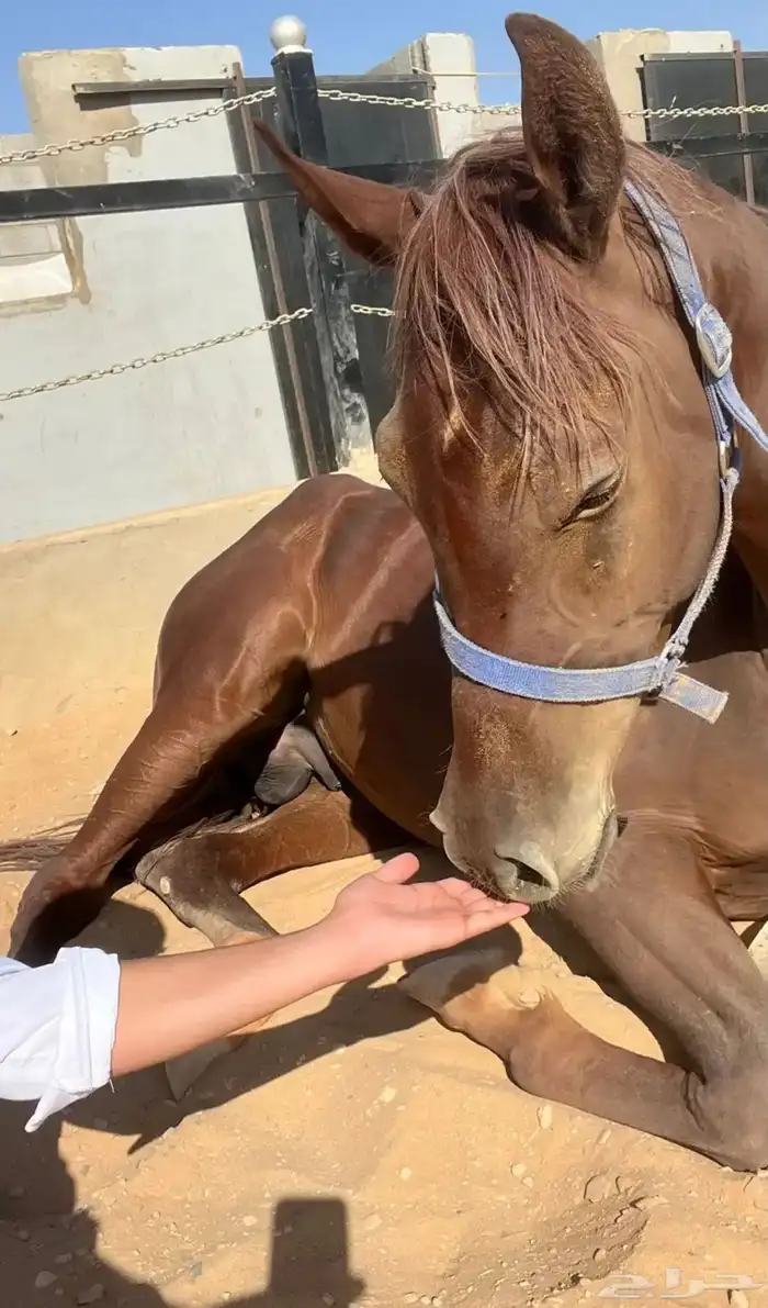 للبيع حصان شعبي 1