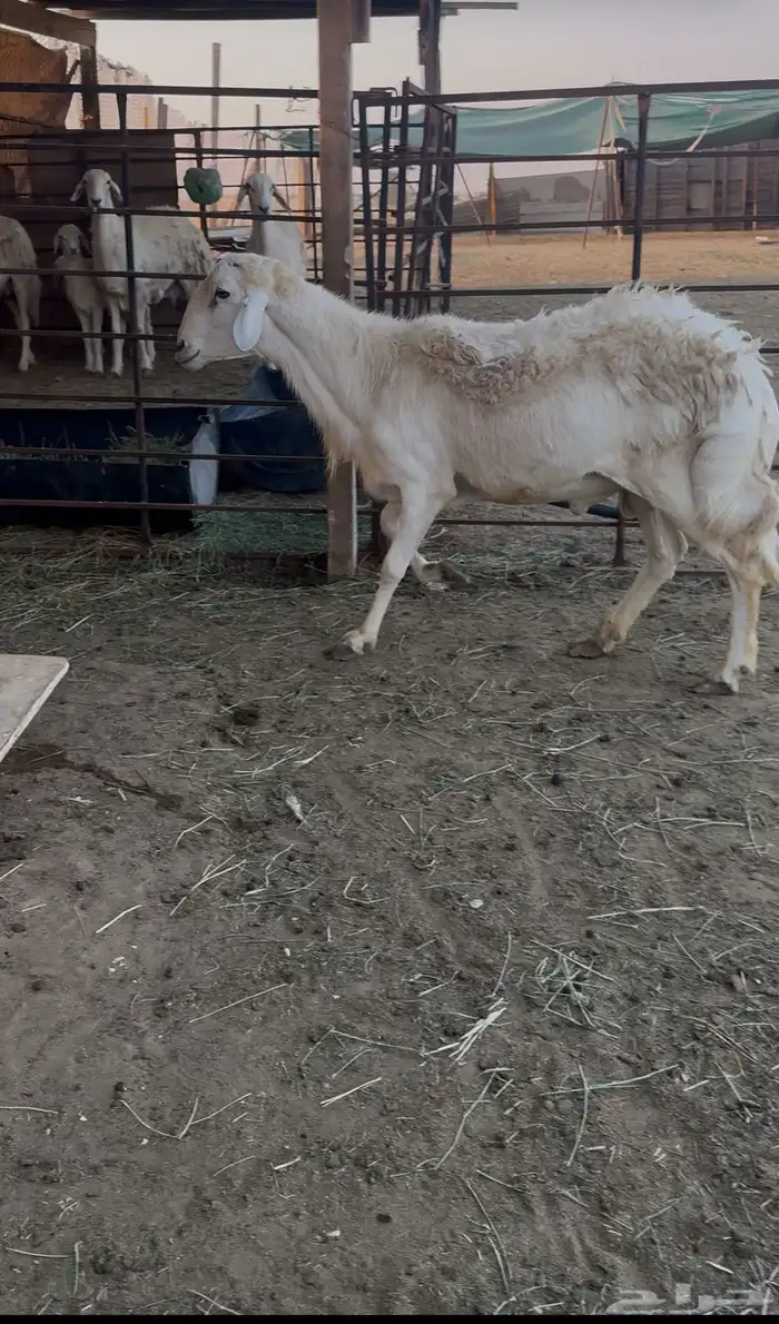 فحل خروف حري 0