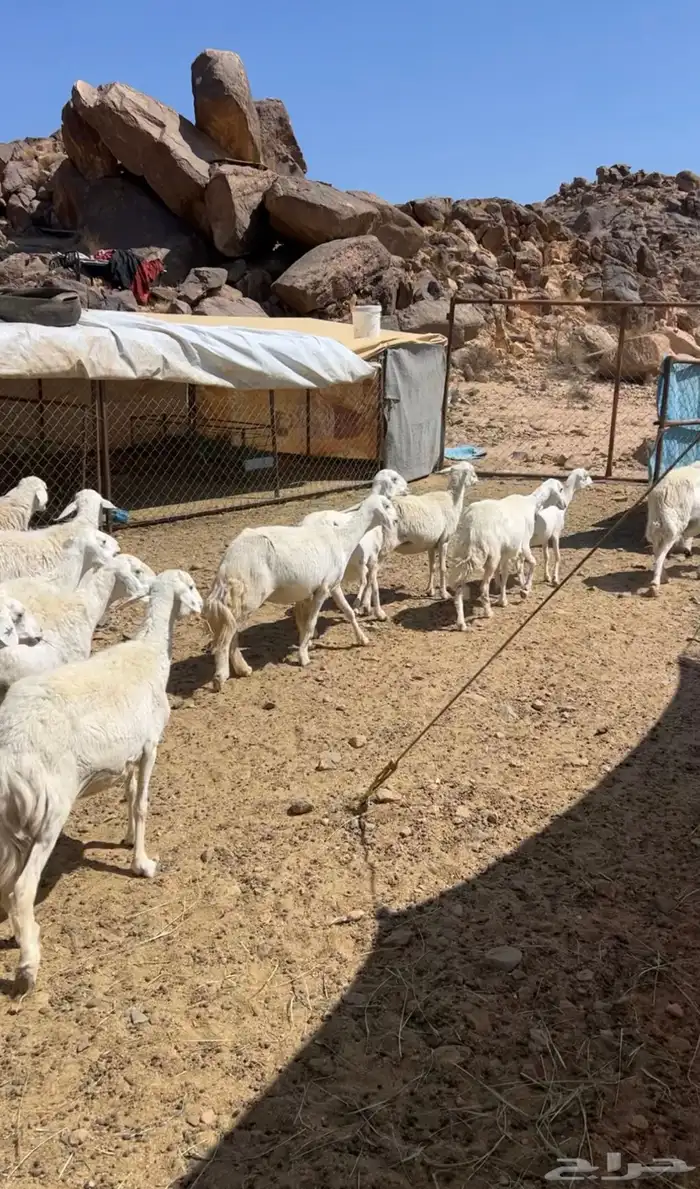 غنم دفيع حريه ورفيد 2