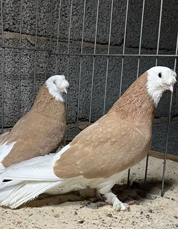 مطلوب حمام تركي طواقي 0