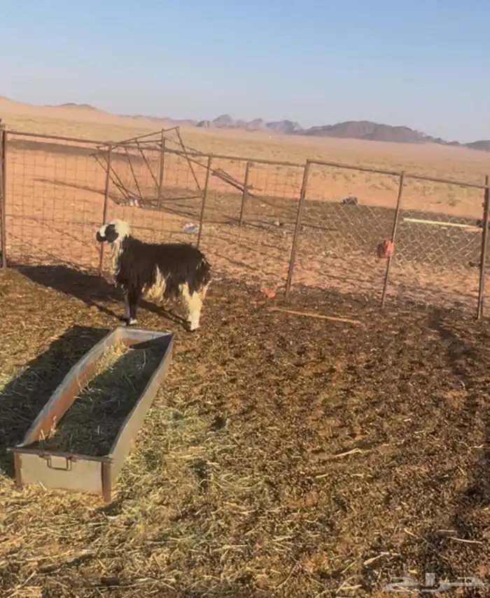 رخال للبيع 2