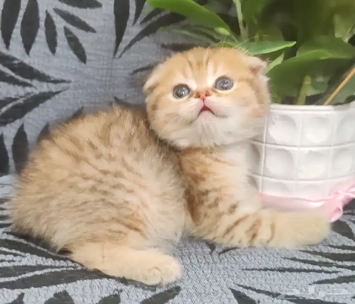 اوتيل قطط عناية علاج. 1