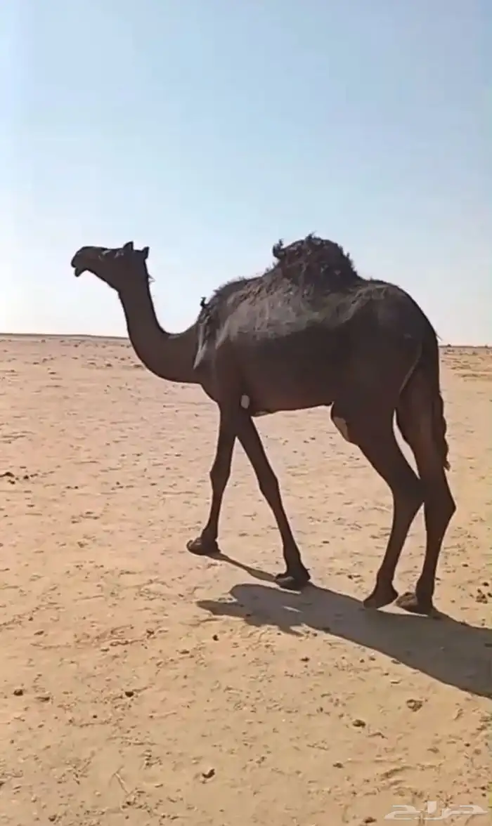 بكره لقيه مجهم كفو 1