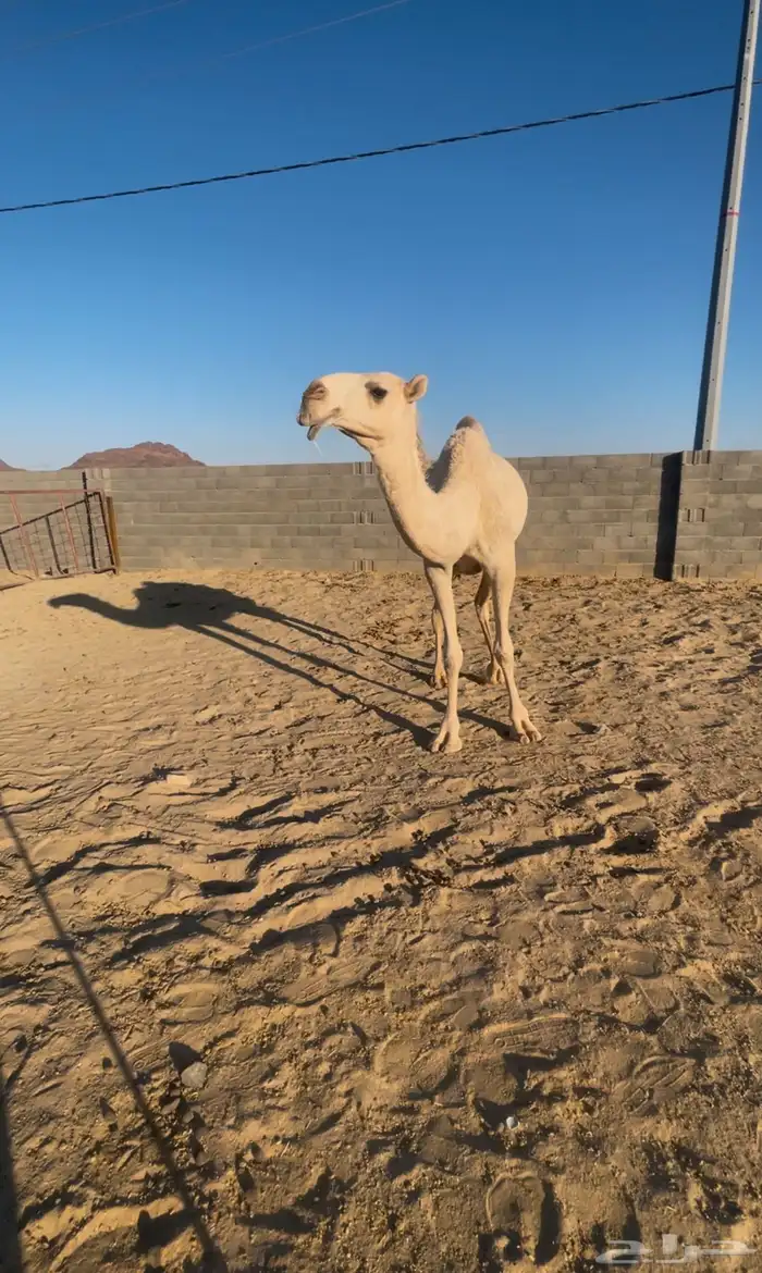 بكره جذعه لقحه شقحاء للبيع 1