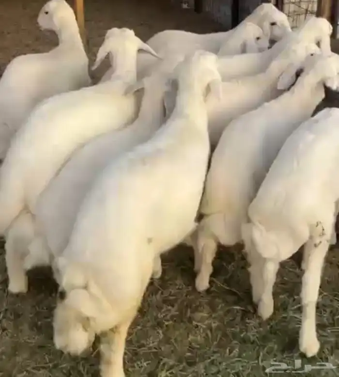 طليان حري للبيع 1