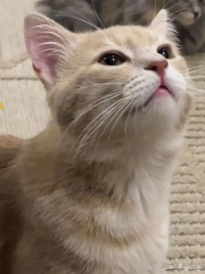 قطط لتتبني طالبين تزاوج 3