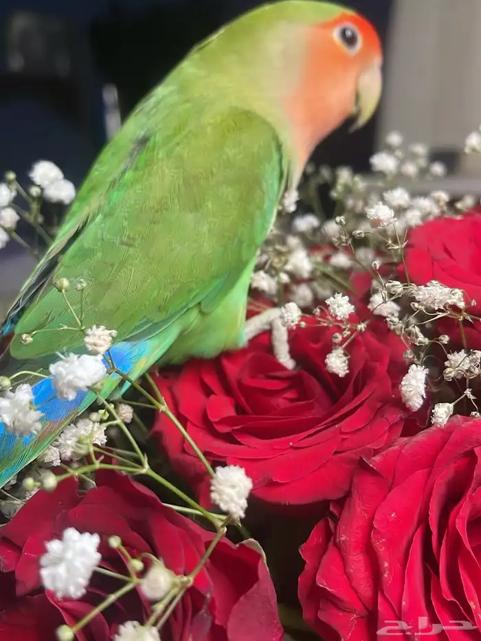 للبيع ببغاء الروز الأليف 5