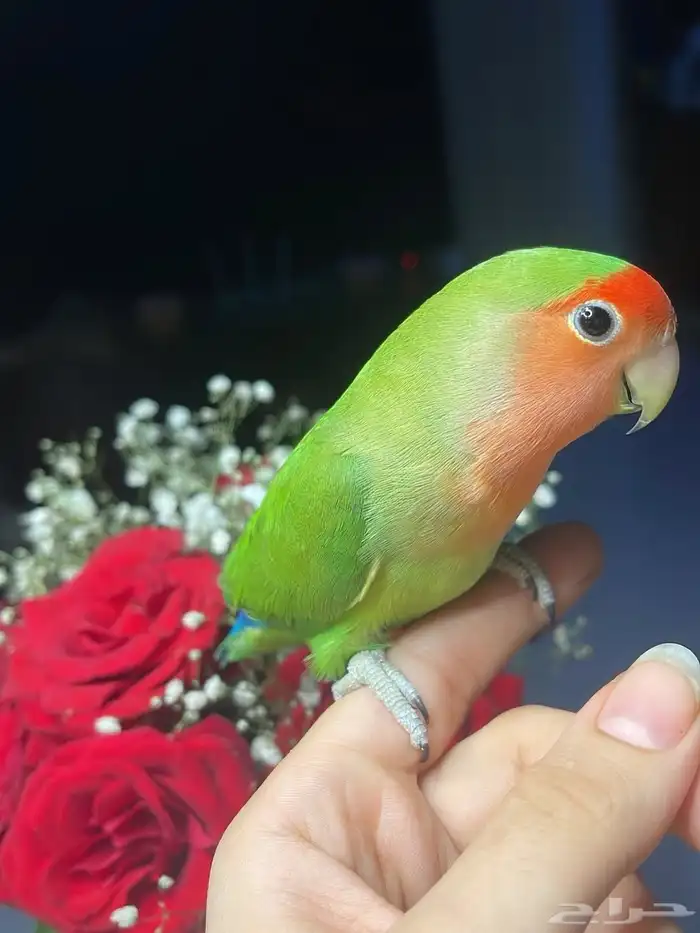 للبيع ببغاء الروز الأليف 6