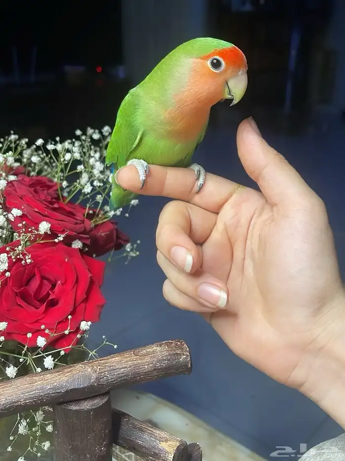 للبيع ببغاء الروز الأليف 3