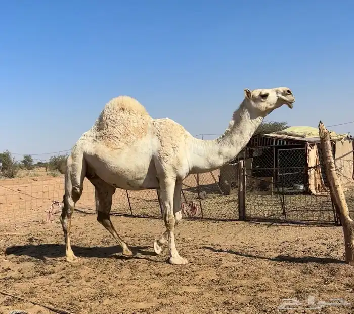 لقحه وضحاء 4