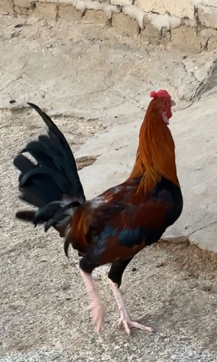 للبيع دجاج بلدي ذكور الموقع الجايزه 0