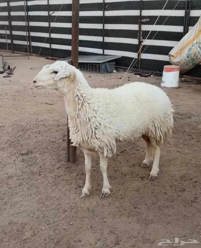 شاه رباع حايل 0