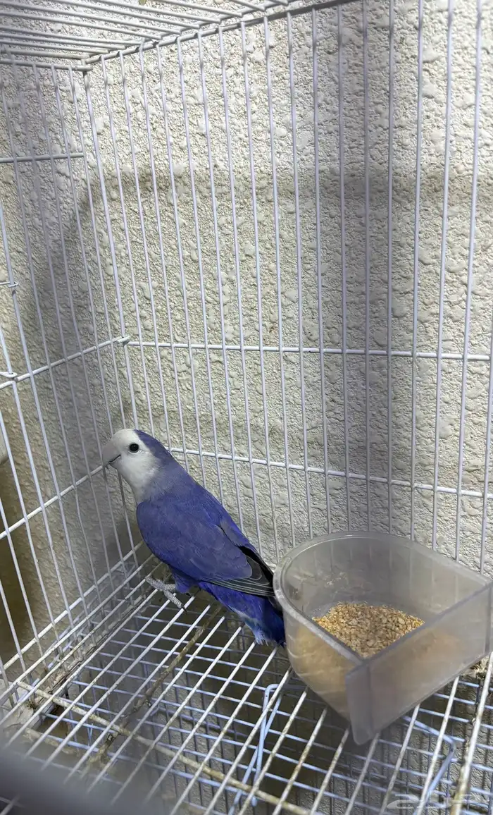 زوج روز منتج 2