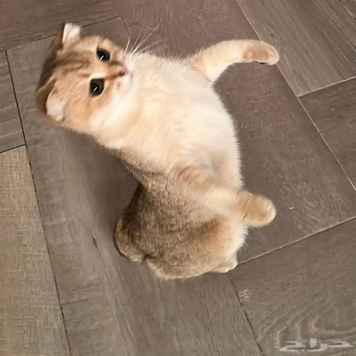 قط سكوتش فولد 0