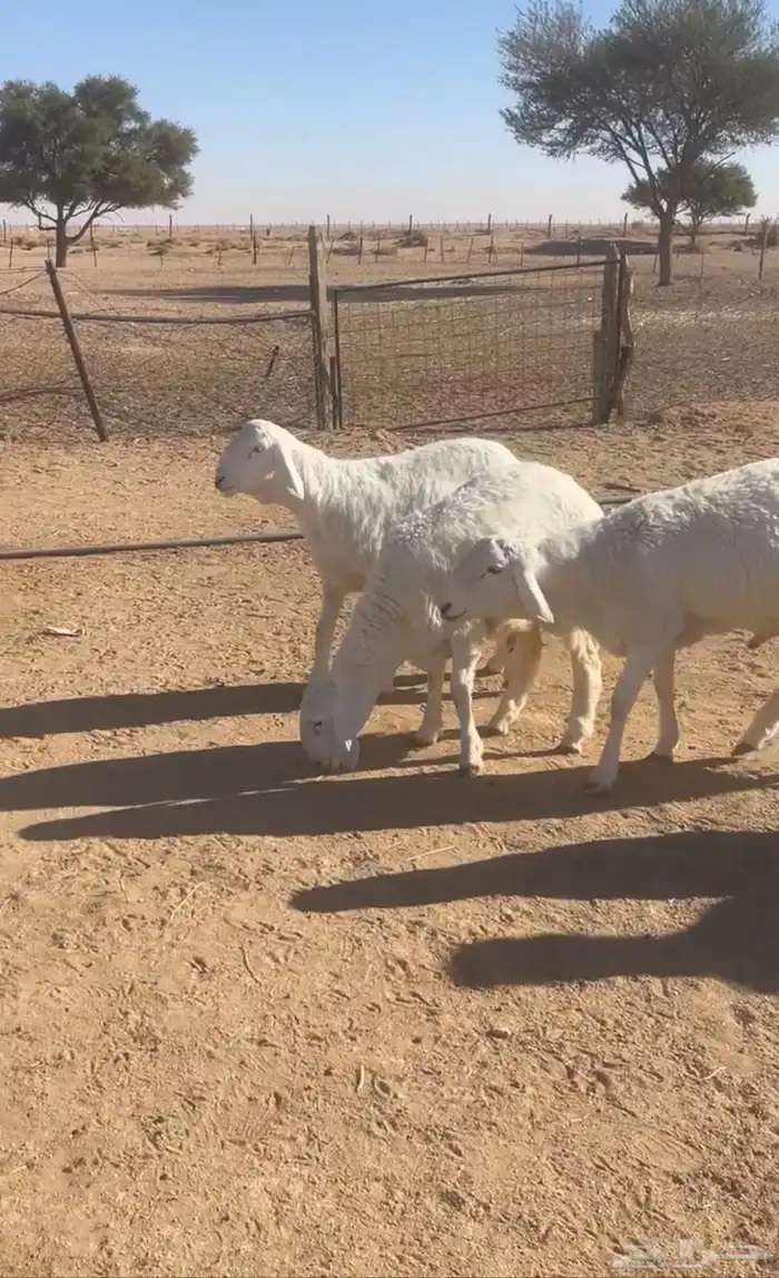 طليان حريات 0