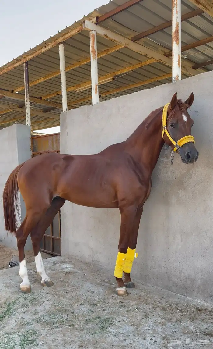 حصان للبيع شعبي 0