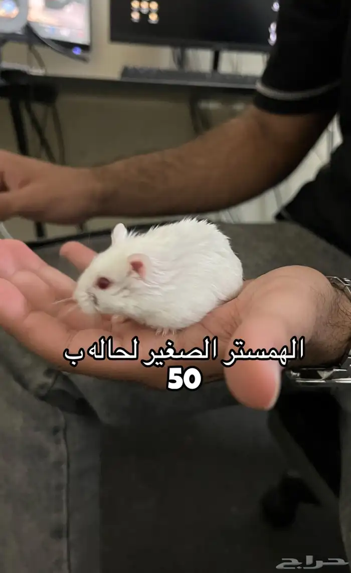 همسترات اليفه 0