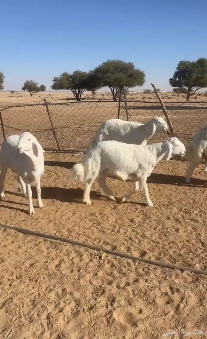 طليان حريات 3