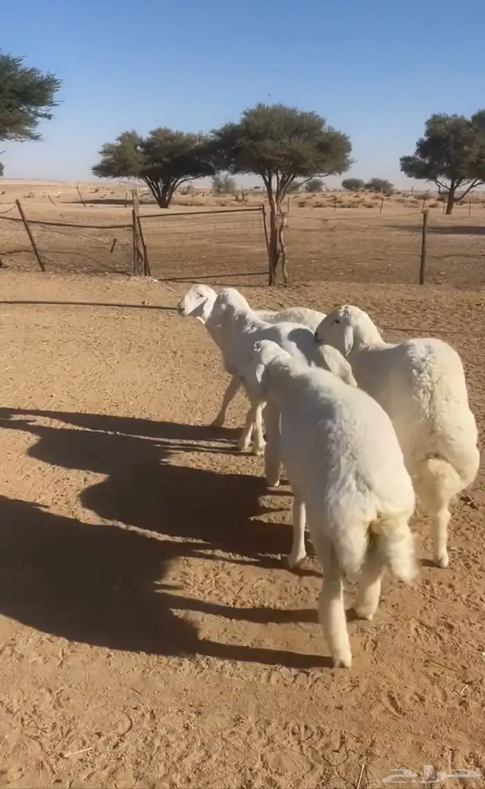 طليان حريات 1