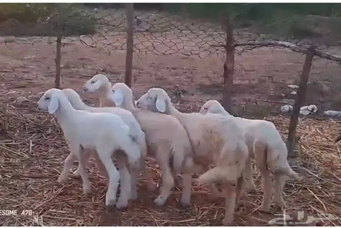 رخال وخرفان حري من 850 ريال 2