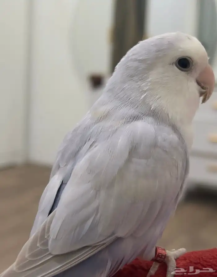 ببغاء روز للبيع ذكور اليفه الواحد ب 250 1