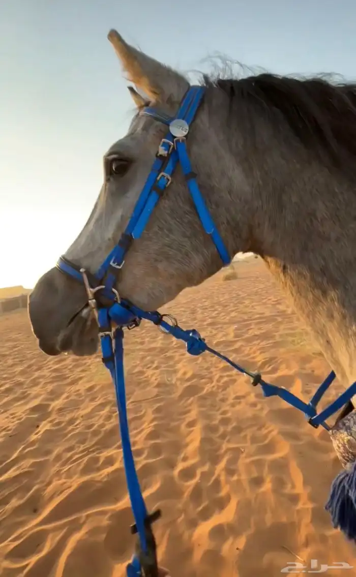 فرس شعبيه فاخره 1