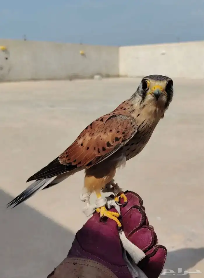 الشبوط للبيع 0